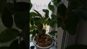 Лимон Пандероза с плодами и другие мои лимоны