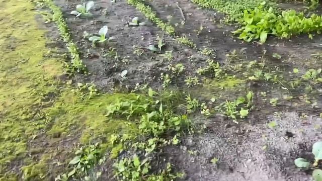 КВАС ИЗ РЕВЕНЯ БЕЗ ДРОЖЖЕЙ И ПОТРЯСАЮЩИЙ ДЕСЕРТ ИЗ ОТХОДОВ / ЖИЗНЬ НА ХУТОРЕ В ЛЕСУ / РЕАЛЬНАЯ ЖИЗН