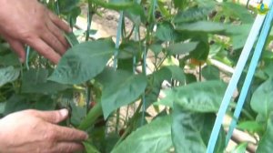 ПОЛО F1 - ПРЕКРАСНЫЙ ЦВЕТ И ВКУС ПЕРЦА