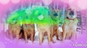Самая редкая порода собак Чинук )))