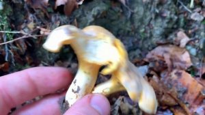 Unser Pilzjahr 2019 | Blasser Pfifferling, Cantharellus pallens