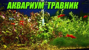 Запустил аквариум травник без СО2 и удобрений!