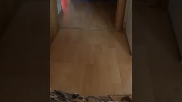 собака пытается съесть не только кошку но и ...лаки и дымка смотреть онлайн