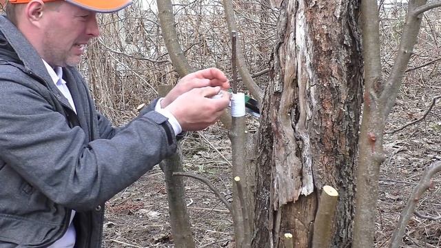 Прививка яблони клином