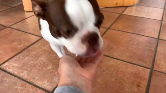 собака челлендж | Бостон Терьер | invisible Challenge | Boston Terrier dog