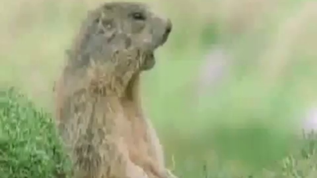 Приколы с животными))смешная озвучка