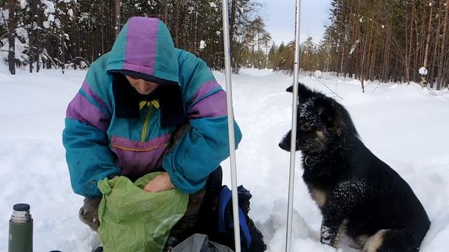 В зимний лес с собачкой. смотреть онлайн