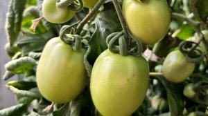 ТОЛЬКО ЭТИ ТОМАТЫ ПОСАЖУ В 2024 ГОДУ, урожай собираю ведрами, не болеют, вкусные, можно солить