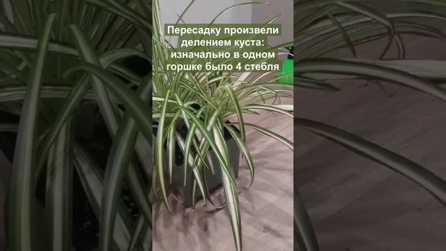 Видео от покупателя. Хлорофитум Витатум (Chlorophytum Vittatum) после пересадки.