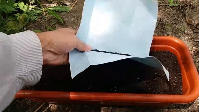 Выращивание базилик из семян