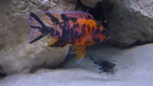 Аулонокара Мультиколор Aulonocara Multicolor OB Peacock про