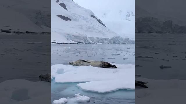 Животные Антарктиды. Тюлень смотреть онлайн