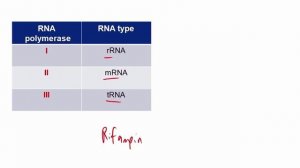 RNA polymerases.mp4