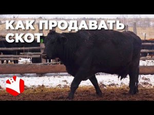 Как продавать скот? | Реализация скота | Мясное животноводство