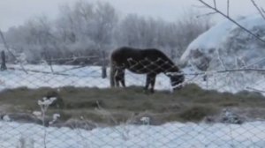 Курмановка Сорокинский район