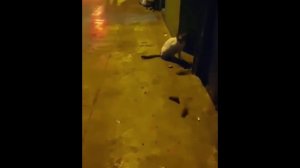 Бойцовский клуб