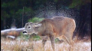 Косуля отряхивается от снега в замедленной съемке