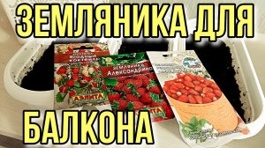 Земляника для балкона. Январь 2023. Посев.