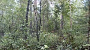 Поездка в лес 05.08.2024