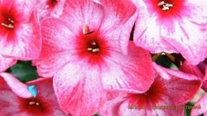 Флокс метельчатый Феррис Вил (ferris wheel) ? обзор: как сажать, саженцы флокса Феррис Вил