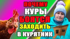 Почему куры боятся заходить в курятник.