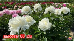 Кремовая принцесса - пион PRINCES BRADE / Сад Ворошиловой