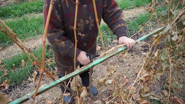 Обрезка винограда осенью в Лебедяни смотреть онлайн