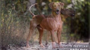 Немецкий пинчер и Цвергпинчер.