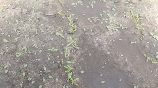 проверяем молодую картошку в кусте. уход и стрижка лука порея смотреть онлайн