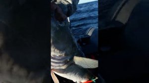 Баренцево море, июль 2020, Териберка, вытаскиваю треска на 25 кг!!!