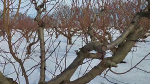 Как сформировать старые деревья омолодить старые деревья результат прошлогодней работы.