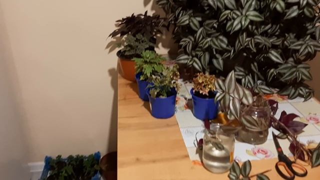 Традесканция Ампельная как формировать традесканцию???