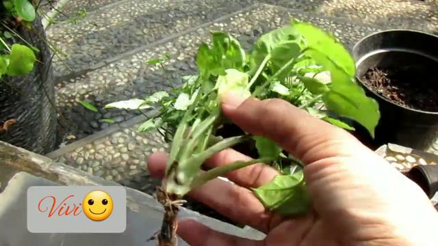 Perbanyakan Syngonium Mini #syngonium #berkebun #syngoniummini #dwarfarrowheadvine смотреть онлайн