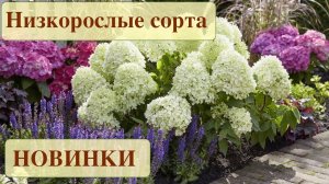 ГОРТЕНЗИИ МЕТЕЛЬЧАТЫЕ. НОВИНКИ и НИЗКОРОСЛЫЕ СОРТА. Hydrangea paniculata. New products.
