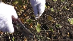 Как правильно обрезать взрослый куст крыжовника?