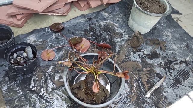 Как разделить и пересадить кувшинку (нимфею). Перезапуск пленочного пруда весной. День 3-й#кувшинк смотреть онлайн