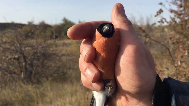 Шикарный денёк для птицелова и ловля соответствует