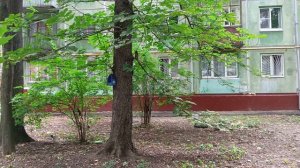 Белки в городе #shorts