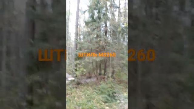 STIHL MS260 валка дерева