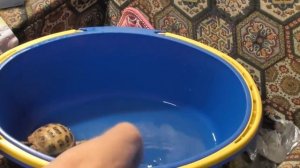 Как подготовить черепаху к спячке/ Спячка у черепах