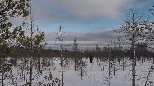 Макарьевское болото. Шипперке находит следы волка, кабанов и лося смотреть онлайн