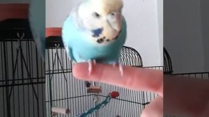 Волнистый попугай полет