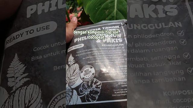 3 CARA PHILODENDRON MELANOCHRYSUM SUBUR DAN SEHAT #plantshopjakarta #pupukorganik #plantshopbogor смотреть онлайн