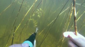 Подводная охота. Пустошкинский р-н, Псковская обл. Август 2014.