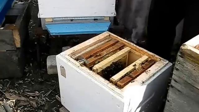 Пересаживаю семейку с ПЕНОПЛАСТА смотреть онлайн