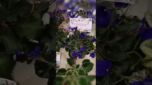 Фиалка в Америке #фиалки #фиалкацветёт #фиалка #violet #violetgarden #цветоводство #цветы #выставка смотреть онлайн