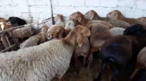 Молбозор Хучанд. Нархи гусфанди Хисори ва Авгони.