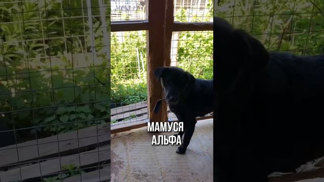 Собаки из приюта в добрые руки #собака #москва #приют #помощь #пес #ищу #дом #хочу #вдобрыеруки