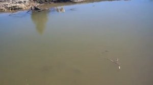 Зарыбили пруд карпом и линём.