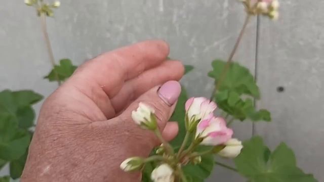 Сибирь. Обзор цветов на усадьбе. Часть 3. смотреть онлайн